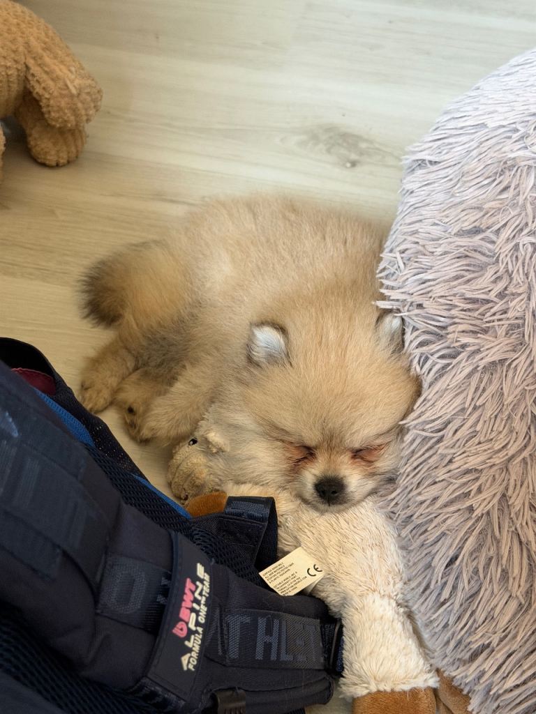 Pomeranian puppy