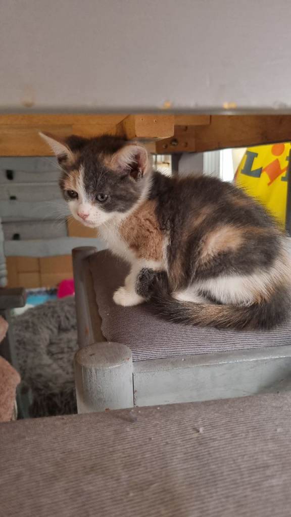 4 kittens looking for there forever homes 
