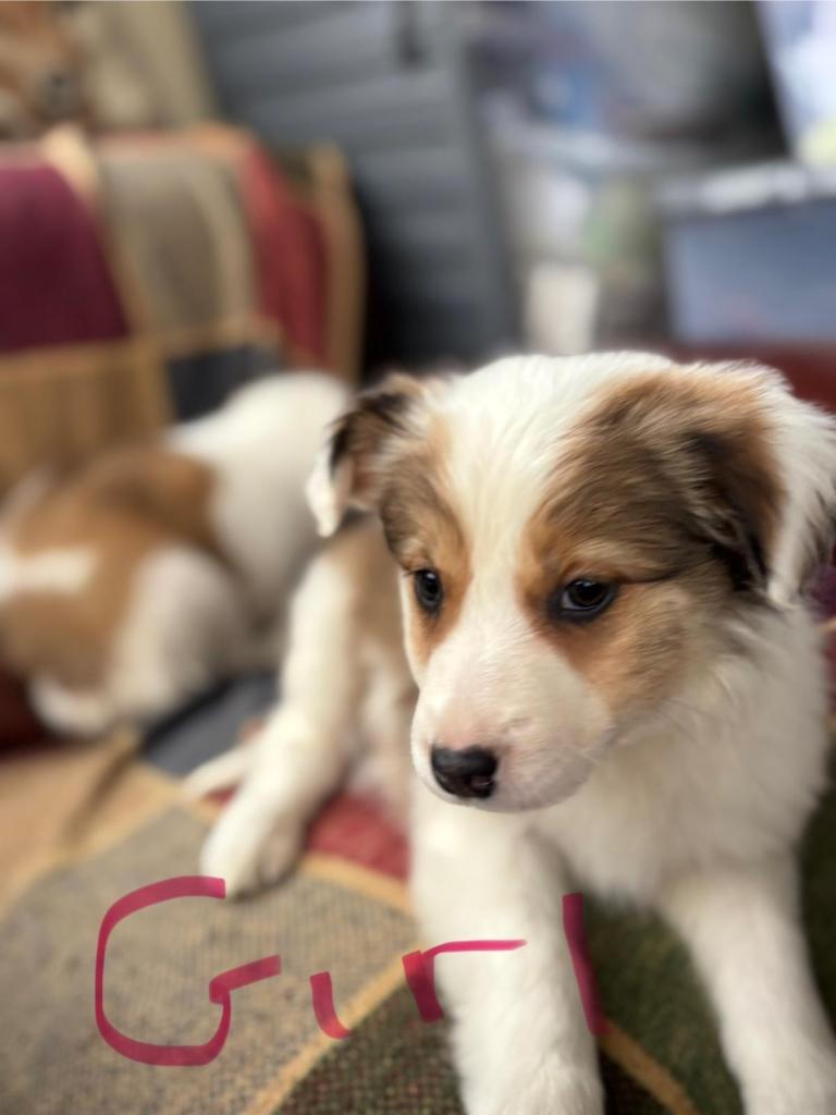 Welsh collie x boarder collies 