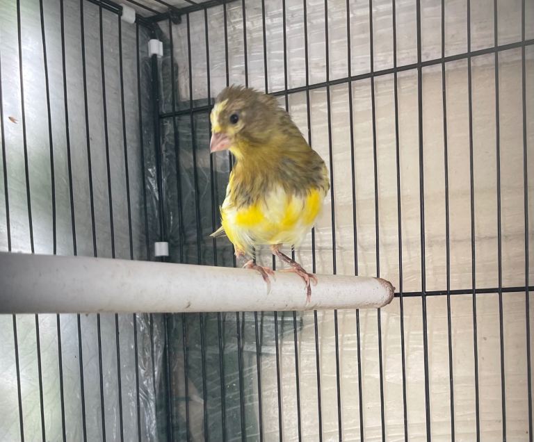 Canary 