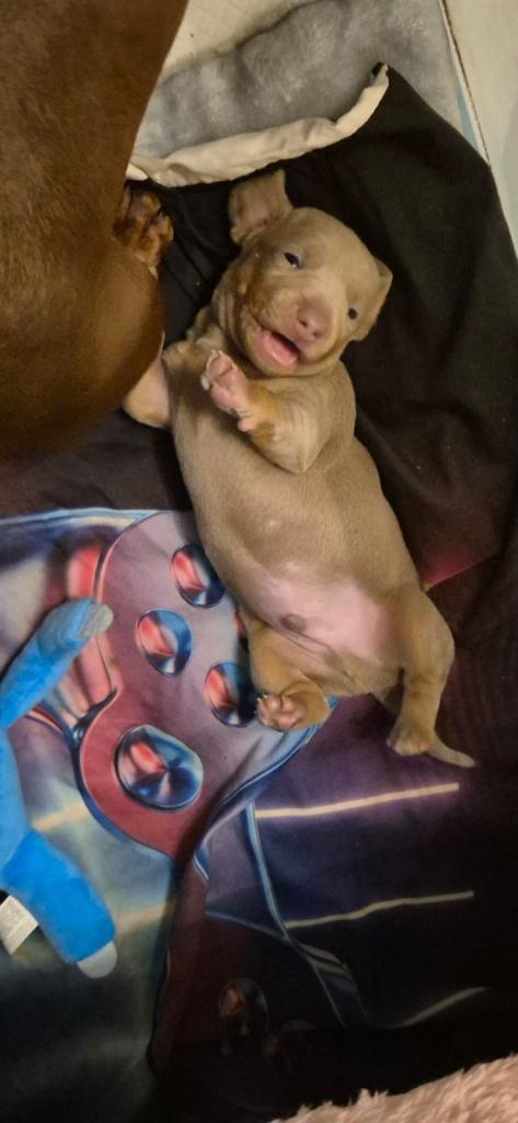 beautiful male miniature dachshund 