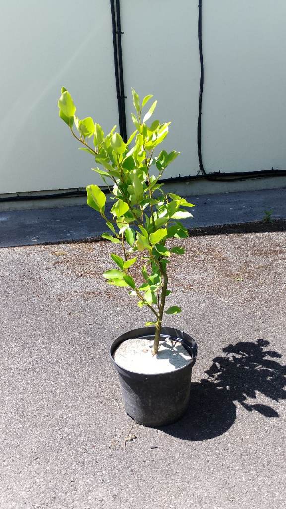 Grisalina plant 