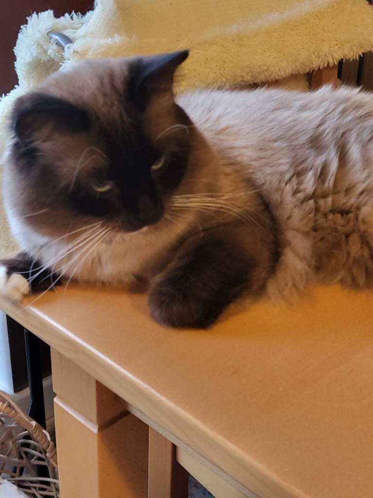 Ragdoll kittens for sale 