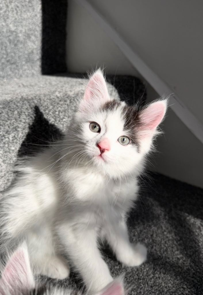 Small medium-longhair kittens are looking for their new home. 