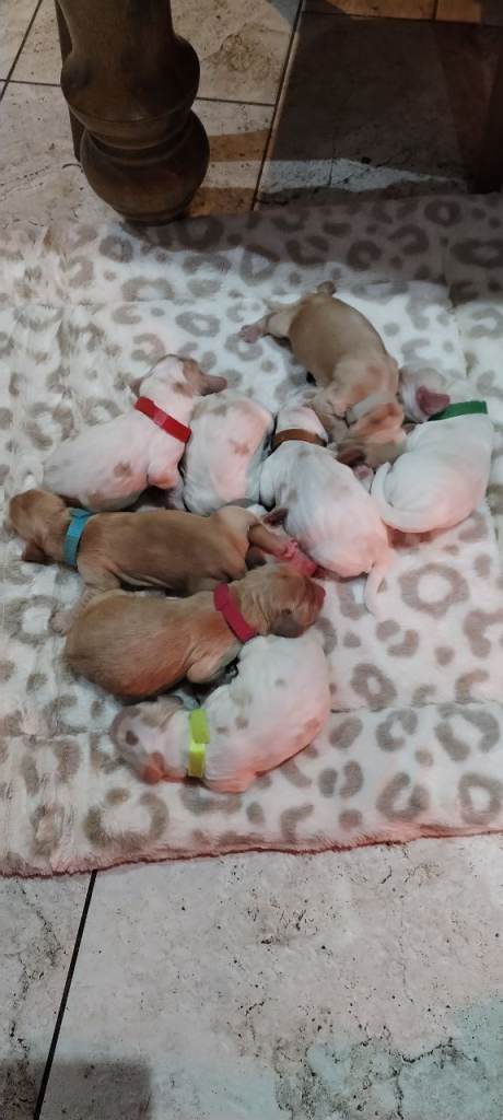 Stunning Kc reg cocker spaniel pups for sale - golden and orange roan