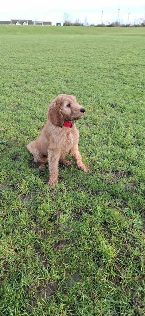 wonderful golden doodle puppy