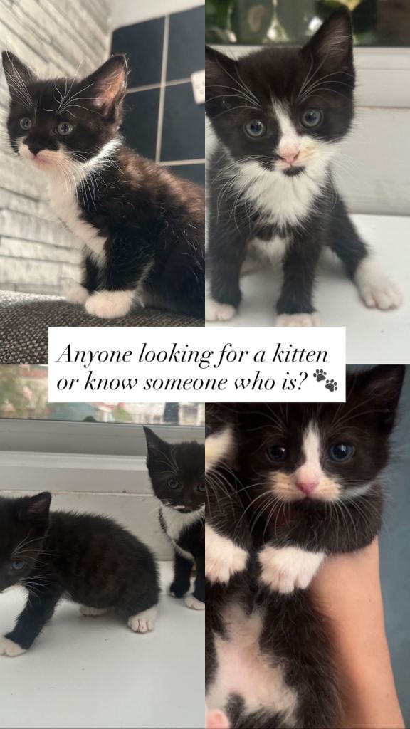 weeks Black & White Kittens Looking for Loving Homes