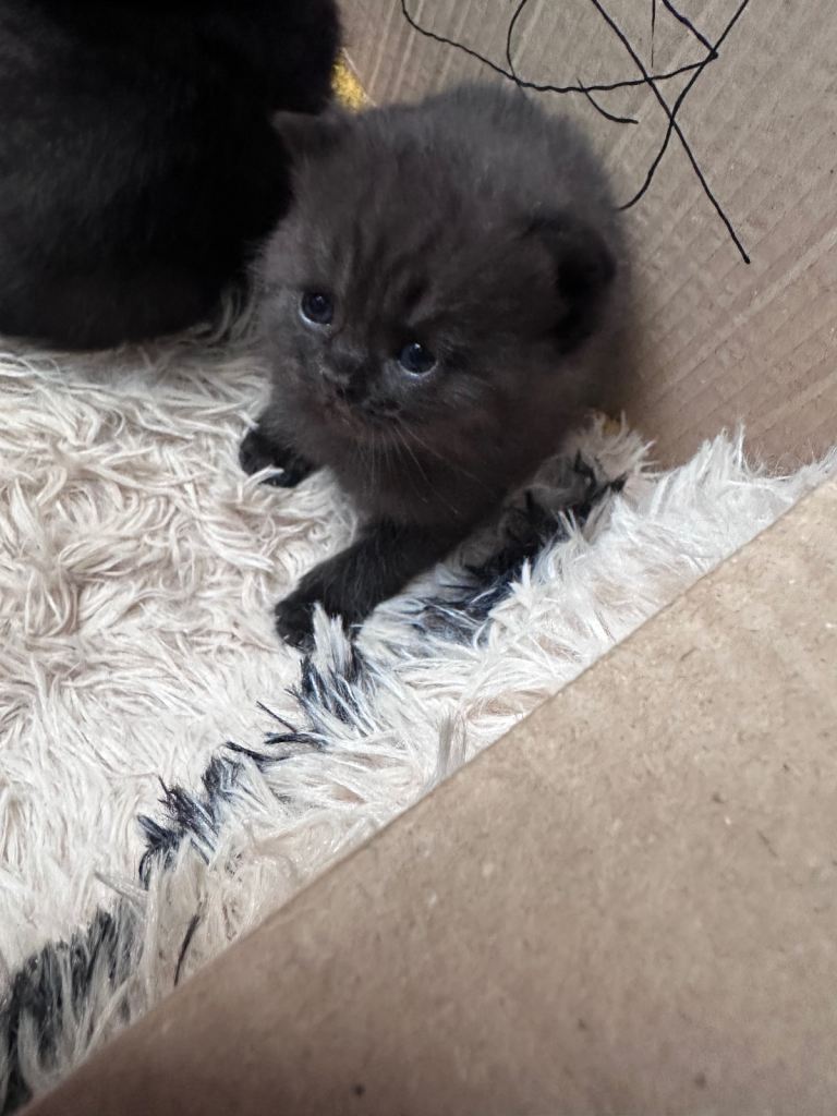 British shorthair kittens