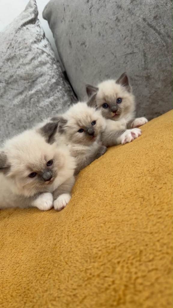Beautiful pure ragdolls kitten available! 