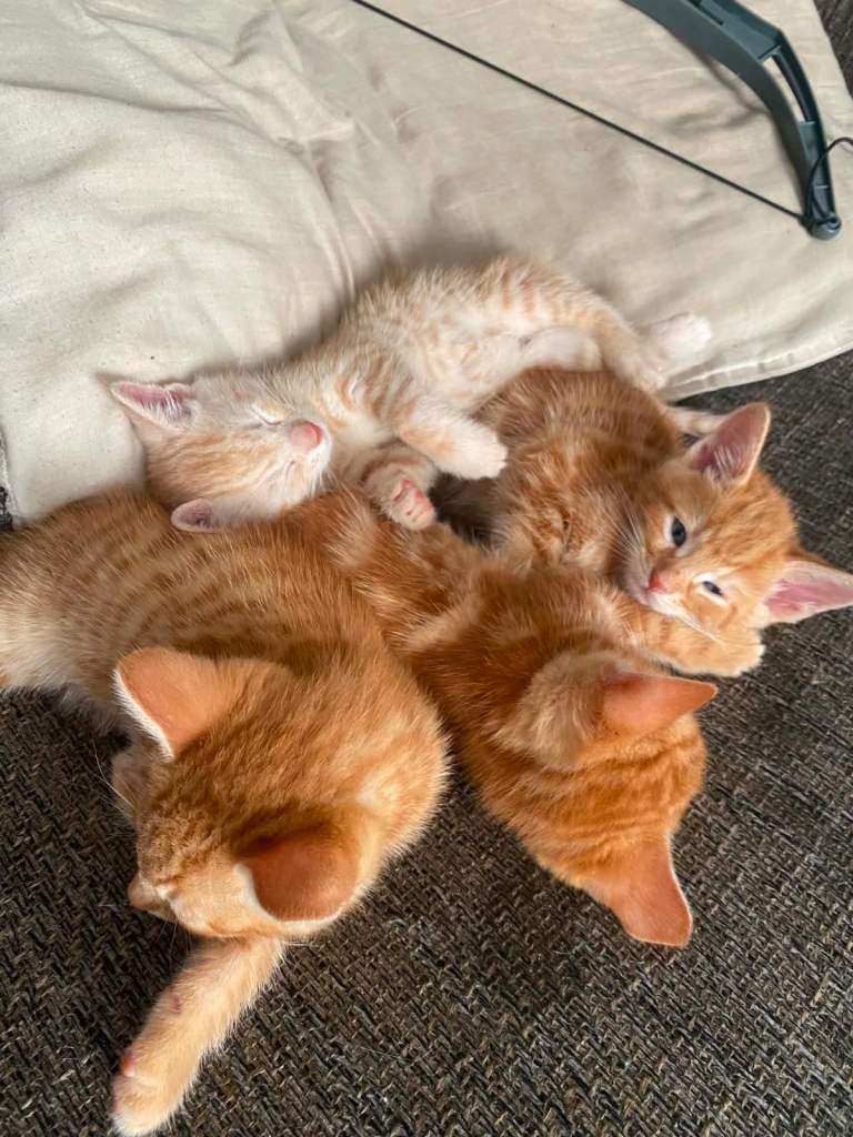 Ginger tabby X Bengal kittens