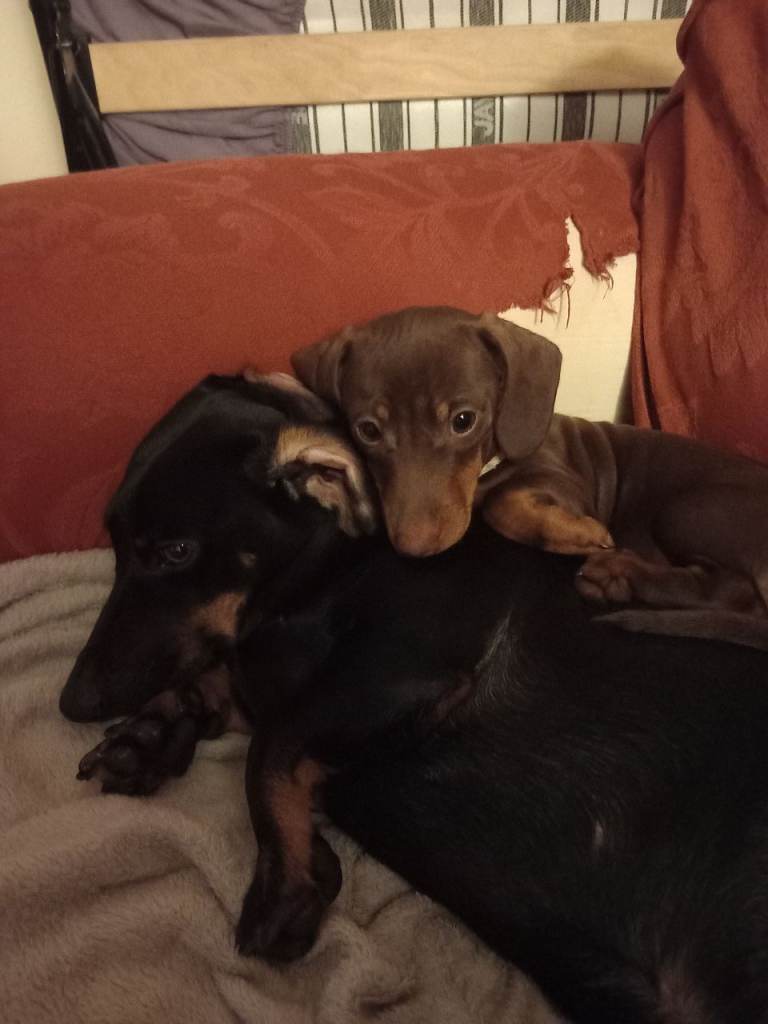 Neville and Nellie 