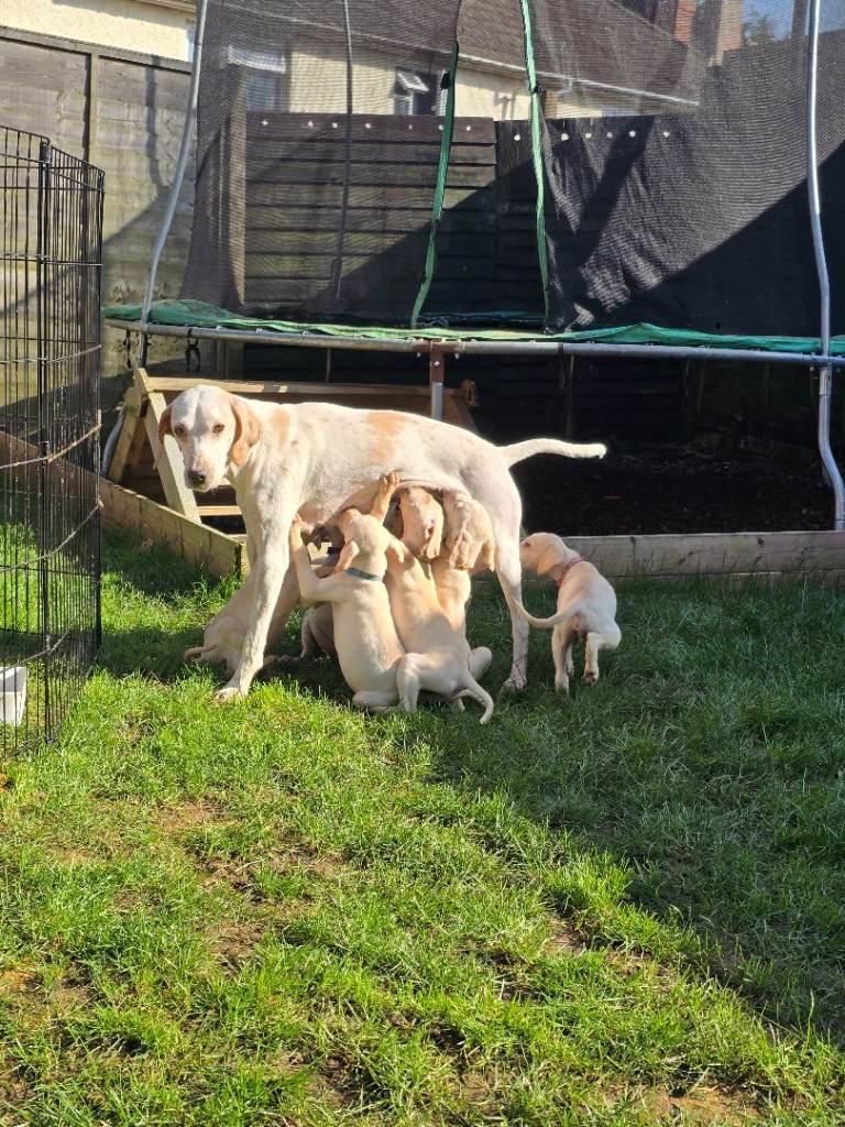 Saluki x greyhound x english pointer 