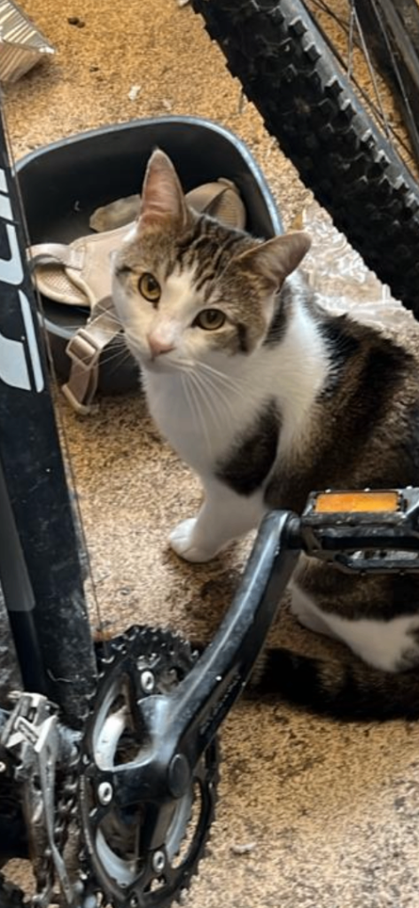 looking for a home: 