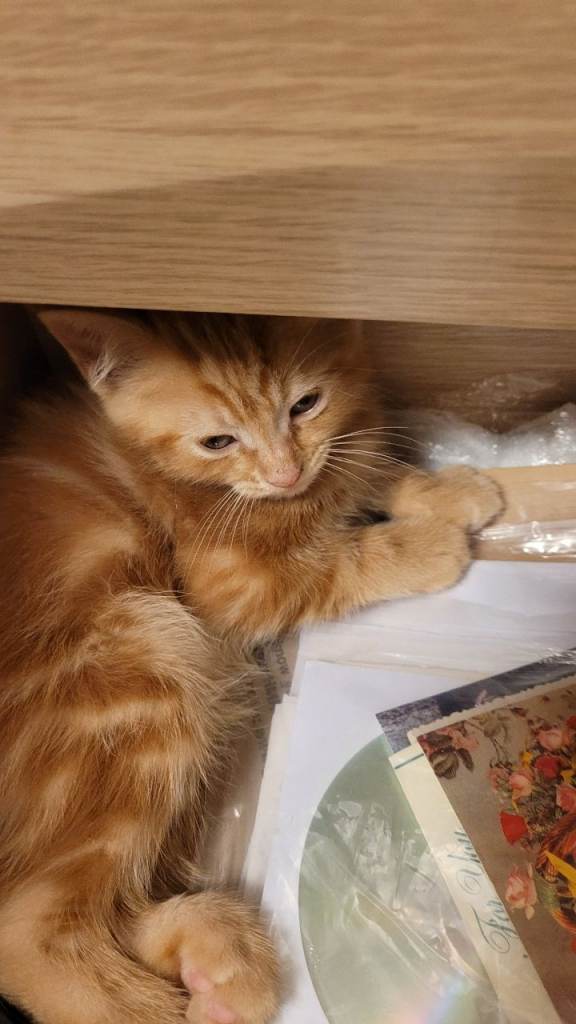 Available Beautiful ginger girl is  looking for their forever families 