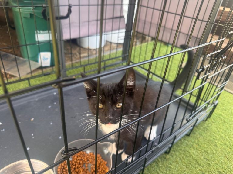Kittens for sale ready leave now !!!