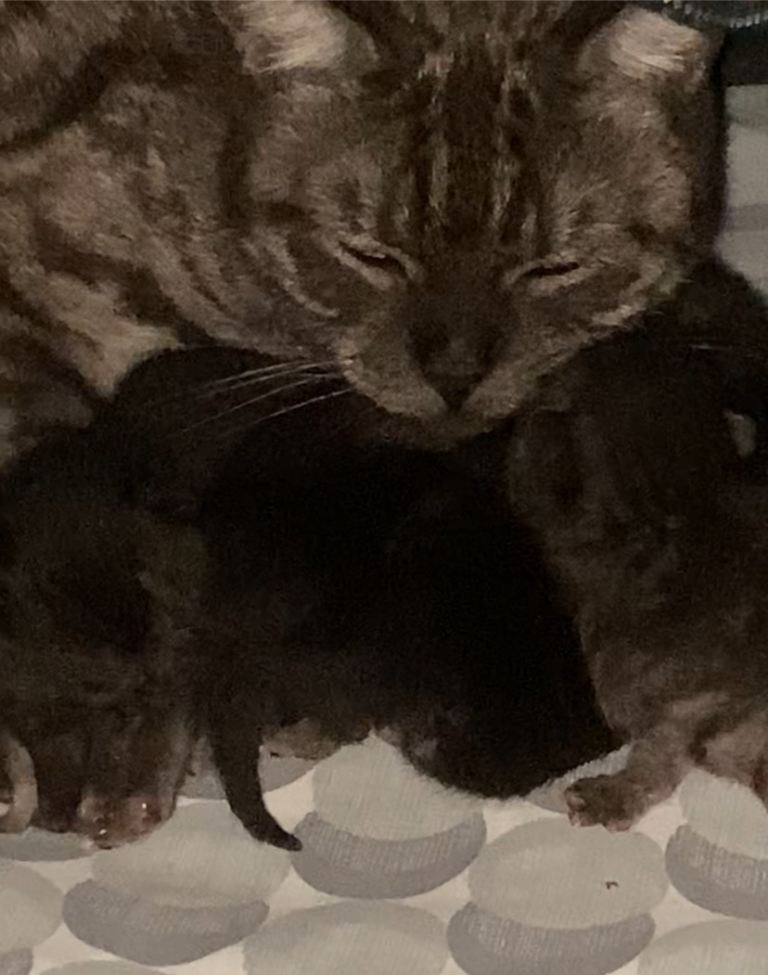 Smoke British shorthair  kittens