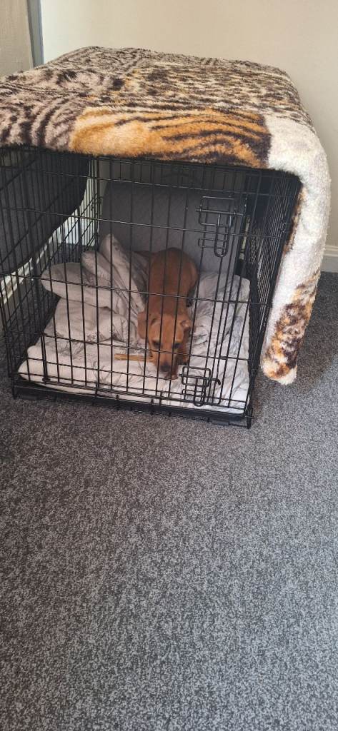 Brand new Medium cage