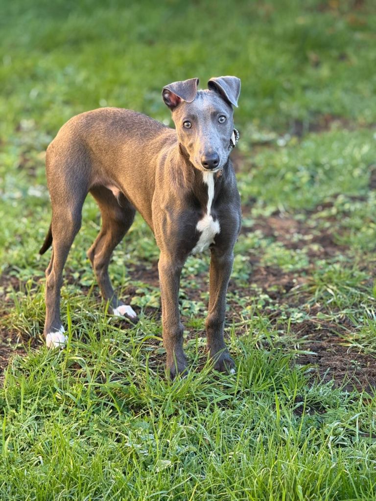 Lurcher