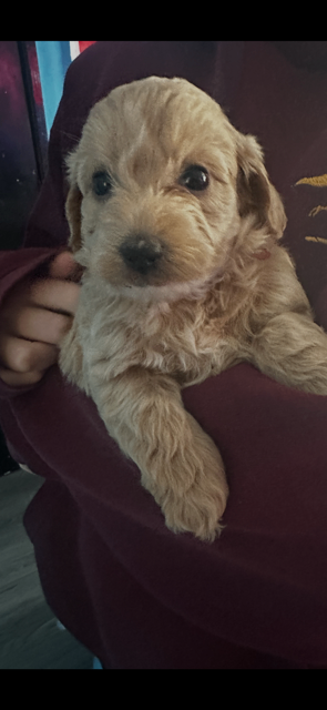 Beautiful labradoodle puppies f1b