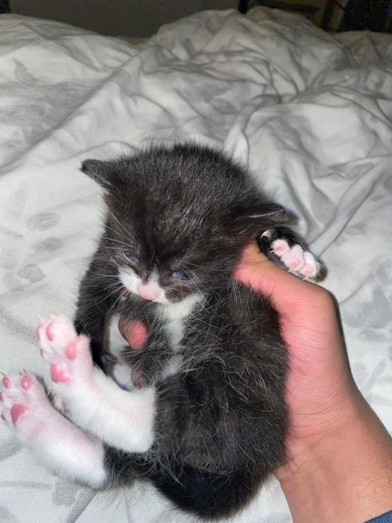 black cat with subtle white features for sale