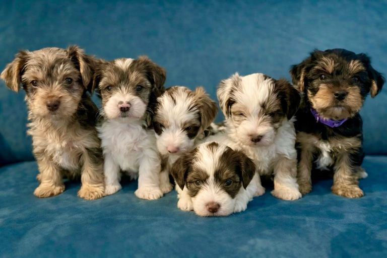READY NOW! - MINI YORKSHIRE TERRIERS FOR SALE