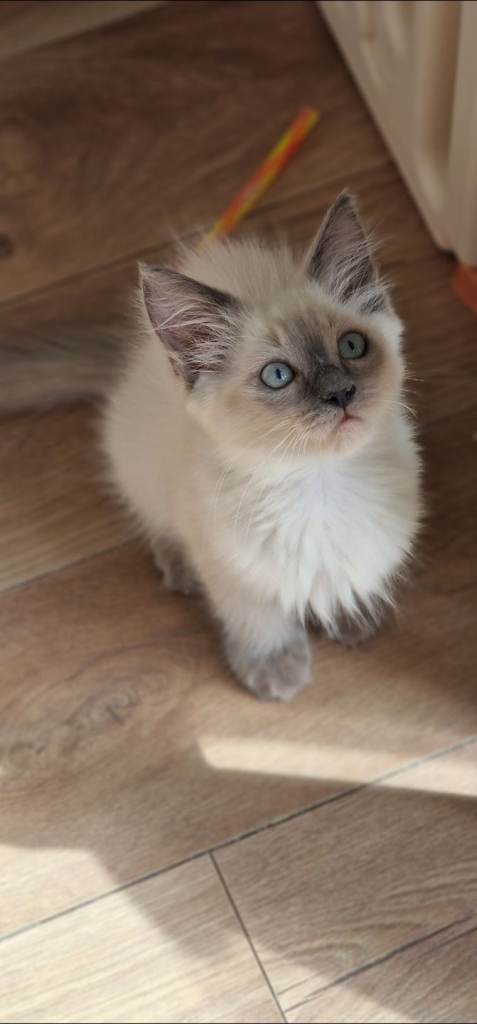 RAGDOLL KITTENS READY NOW 
