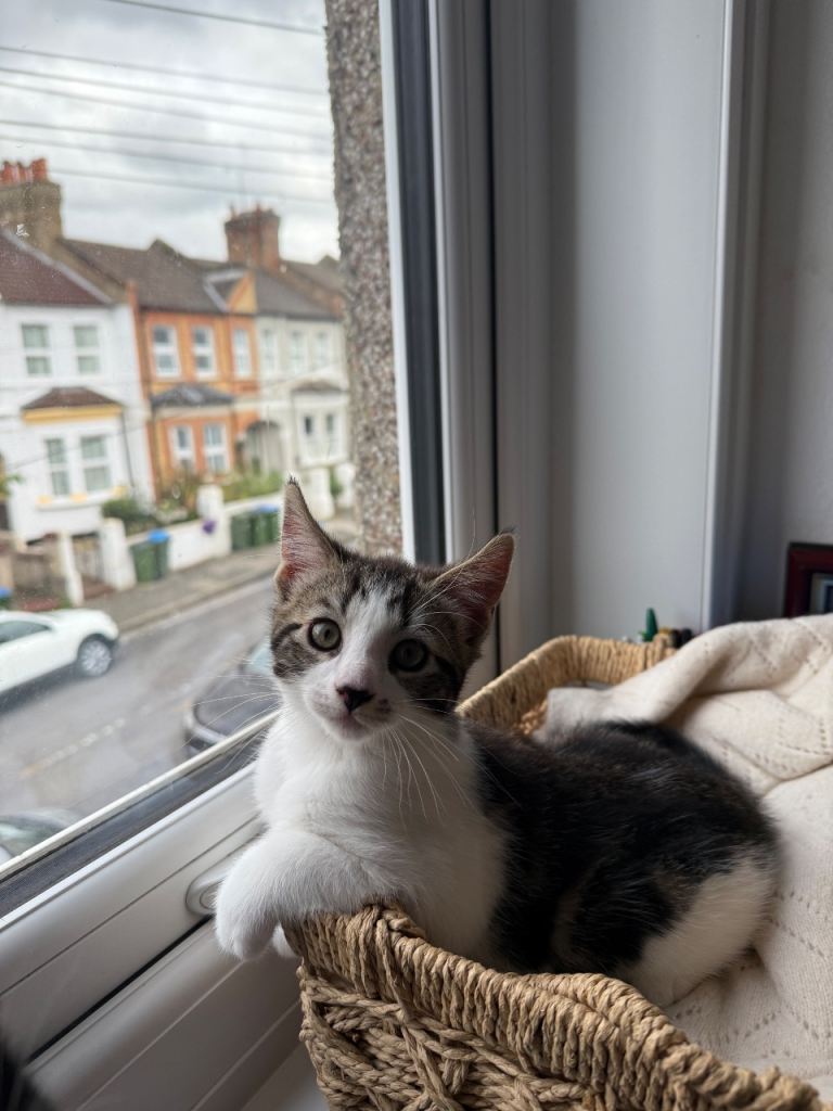 4 Gorgeous kittens are looking for their new homes
