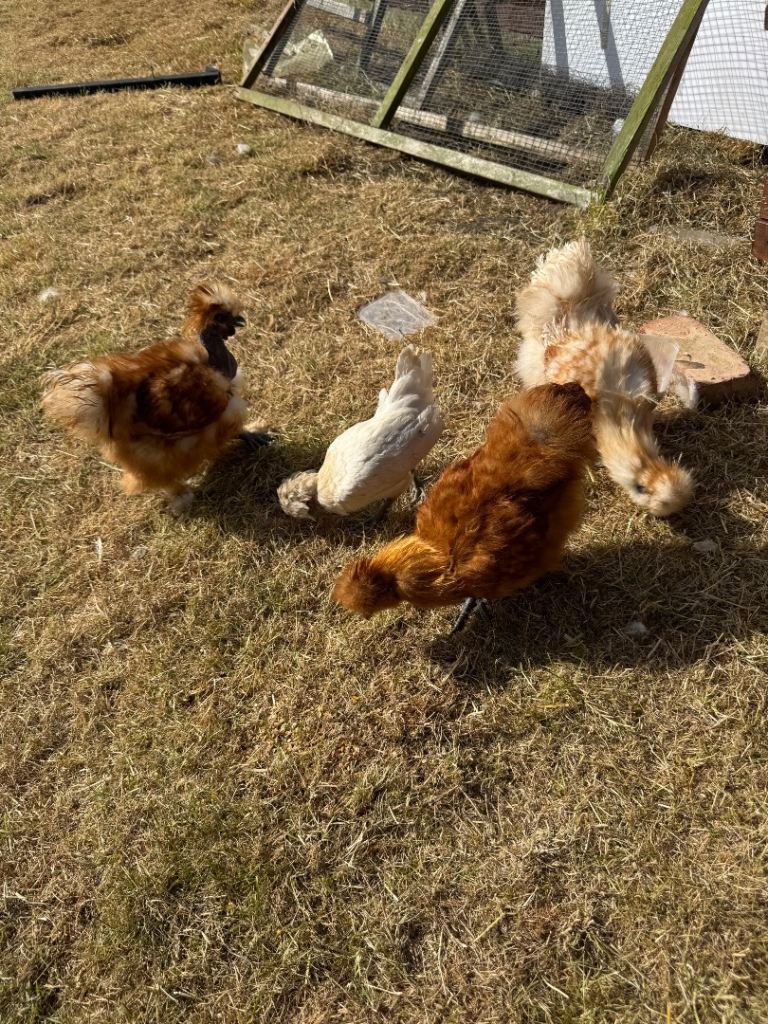 Chickens 
