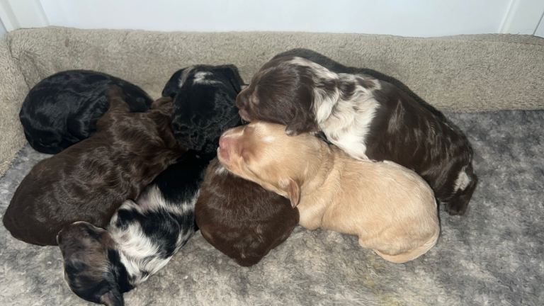 Cavapoo f1b puppies