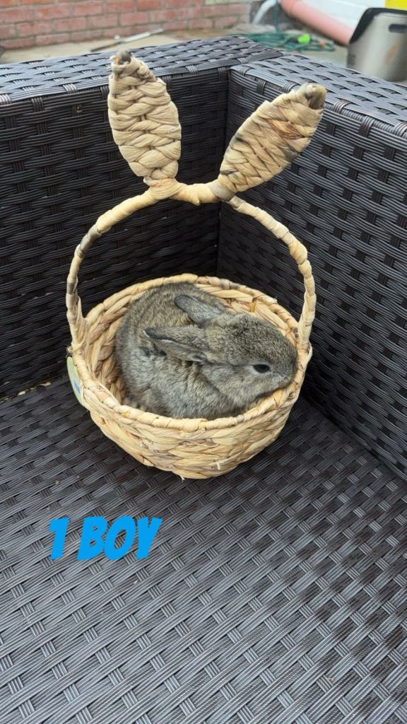 4 baby rabbits looking for their forever home