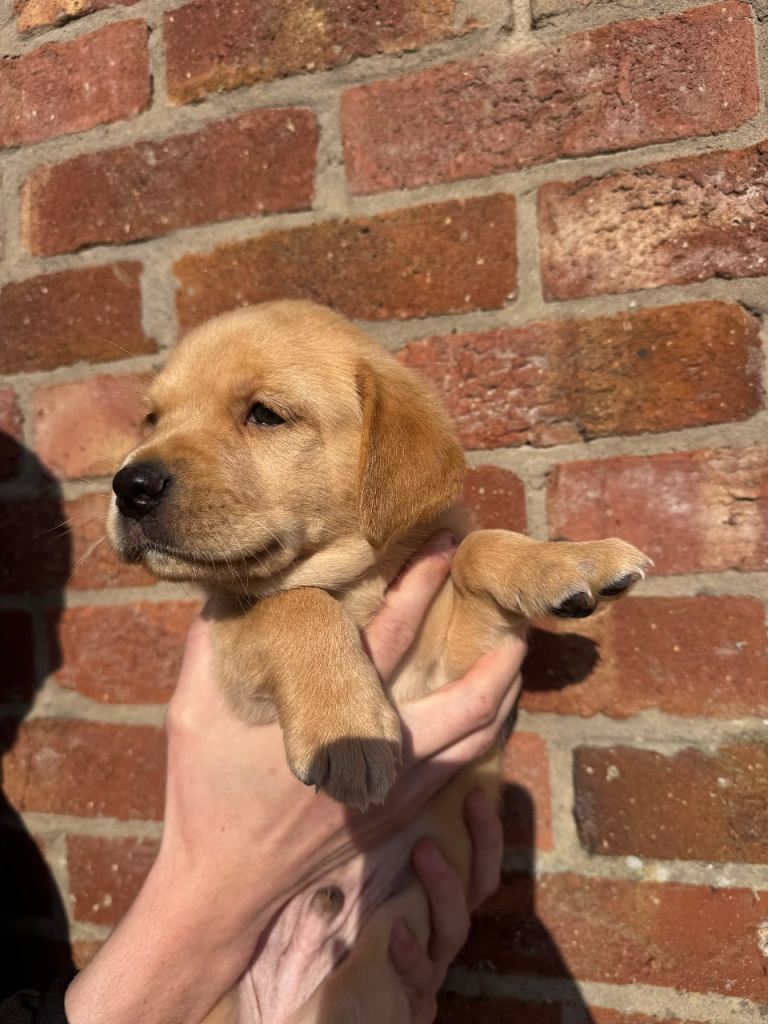 Labrador puppies one boy left