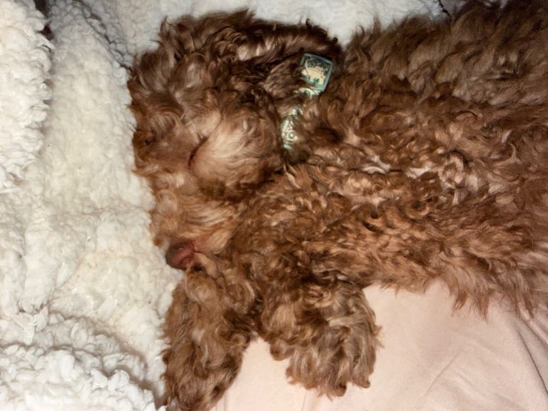 Cavapoo boy 