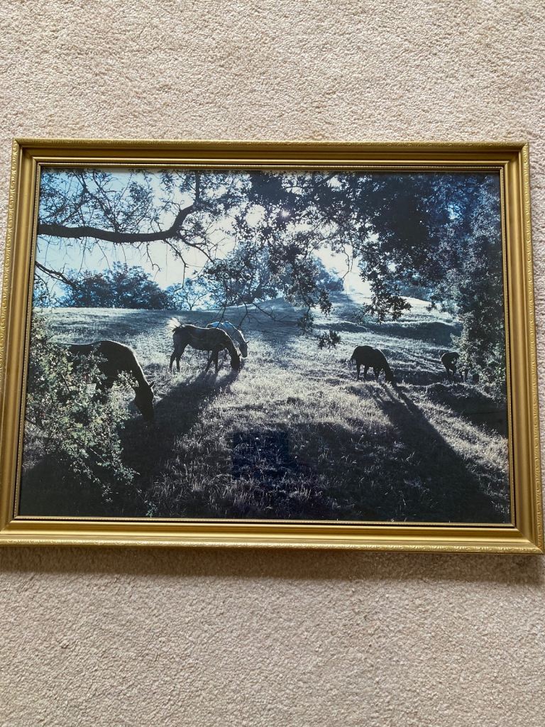Large Framed Photograph of Horses Grazing