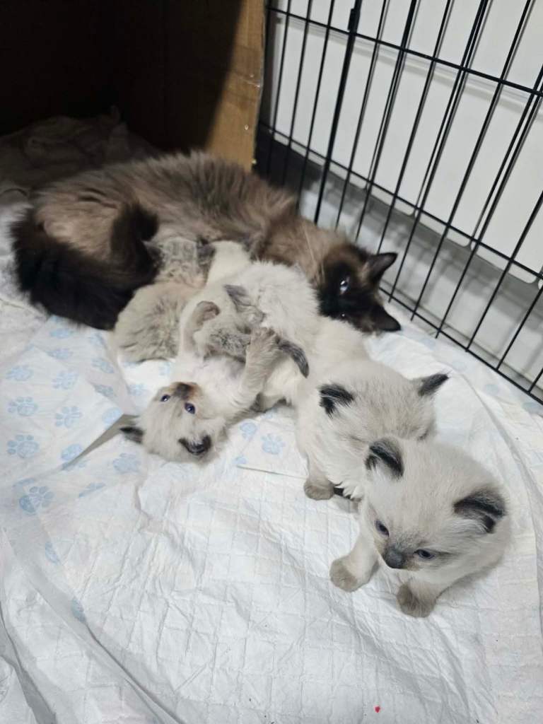 image for Ragdoll kittens