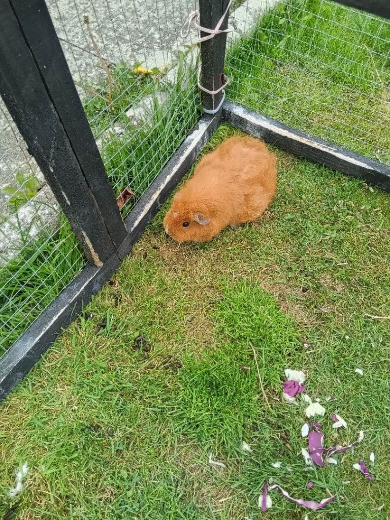 Guinea pig and accessories