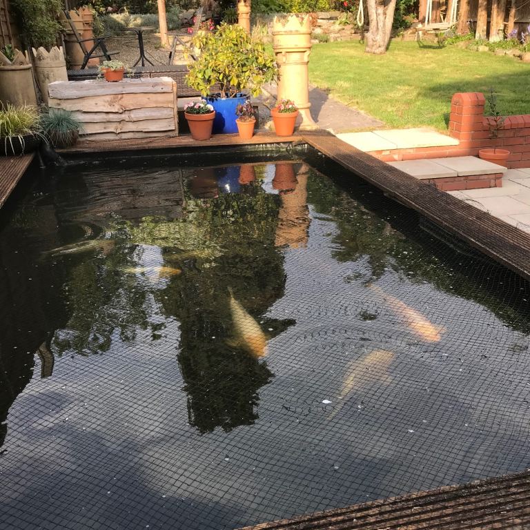 Koi Carp for sale 