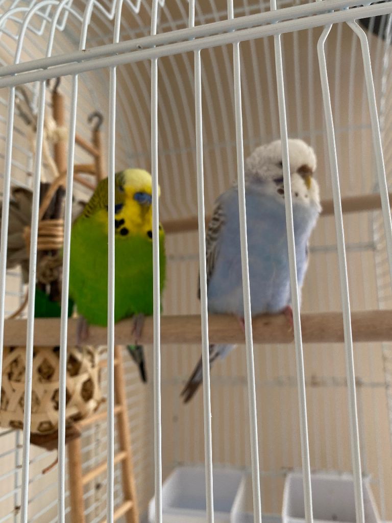 Budgies and cage with accessories for sale!!