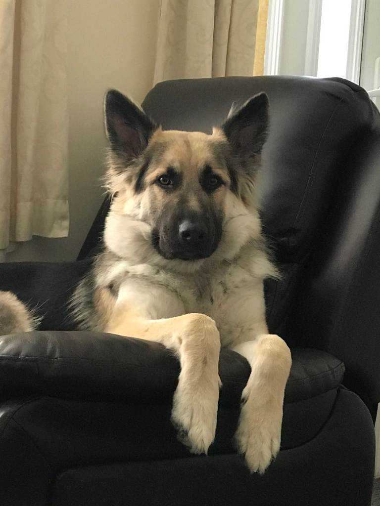 Mixed KC Registered Long Hair German Shepherd Puppies DM Clear