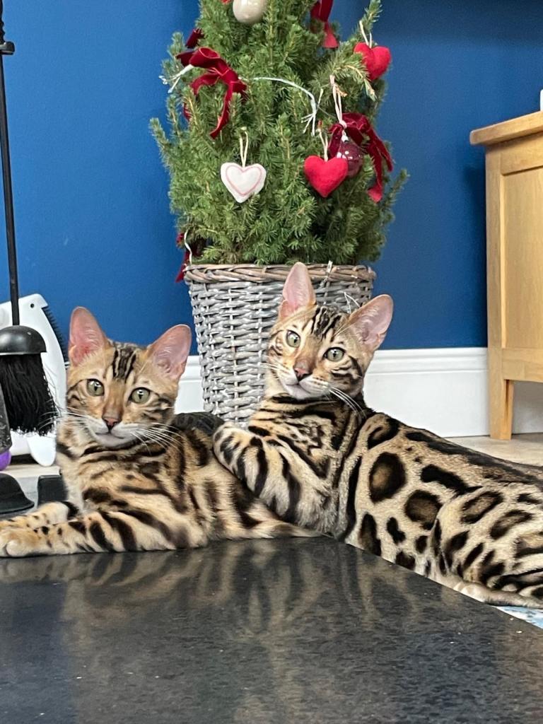 Bengal kittens x 2