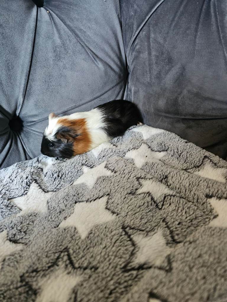 Male funky haired guinea pig 8 weeks old