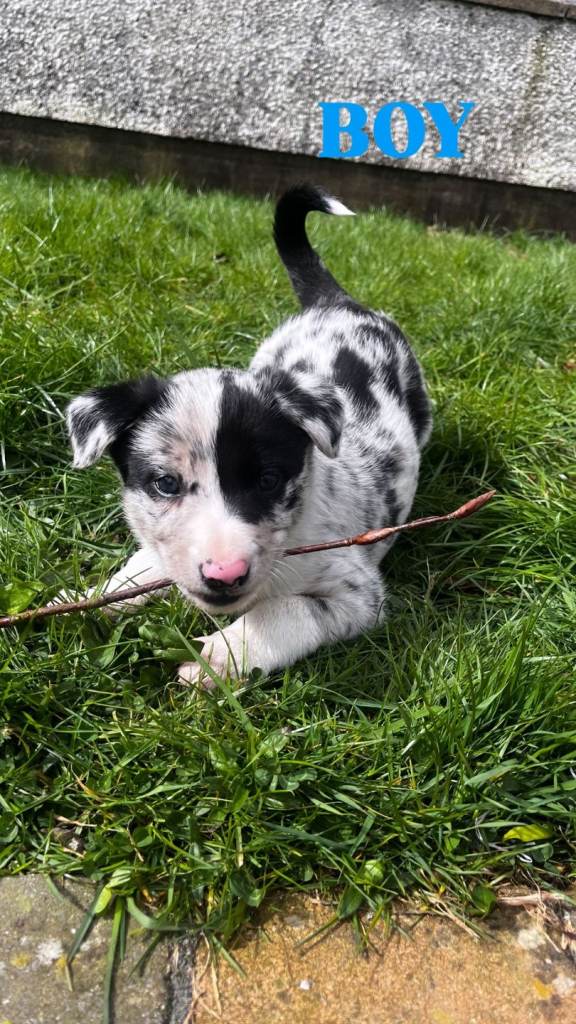 Blue Merle Welsh Sheepdog Puppies 