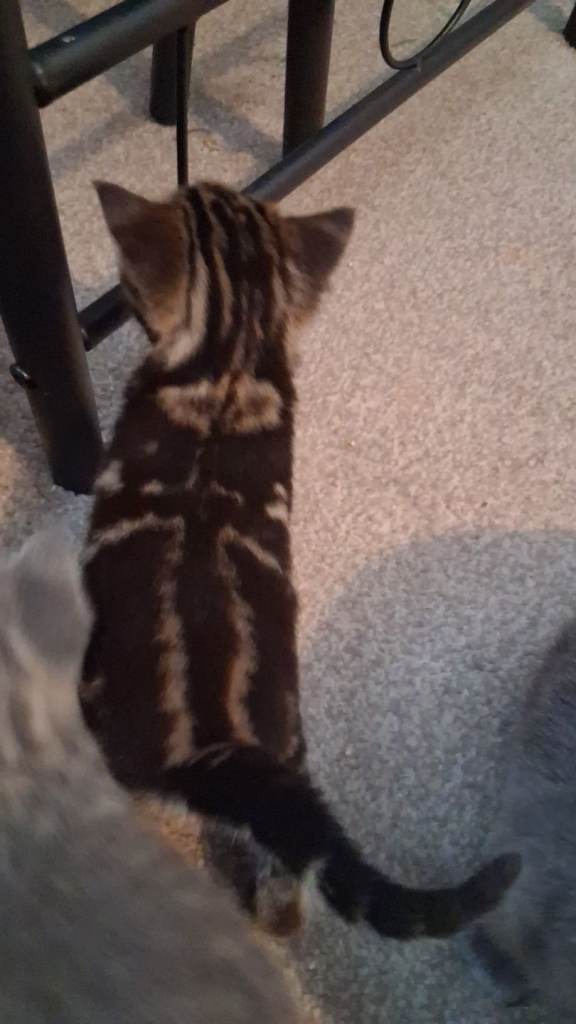   1 female brown  last kitten left