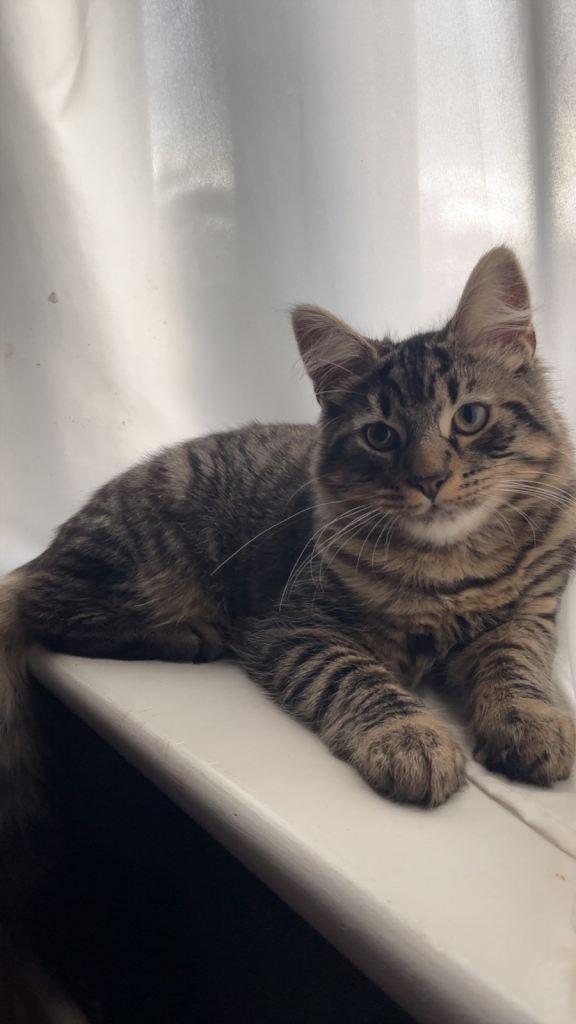 Pacino - cat for sale