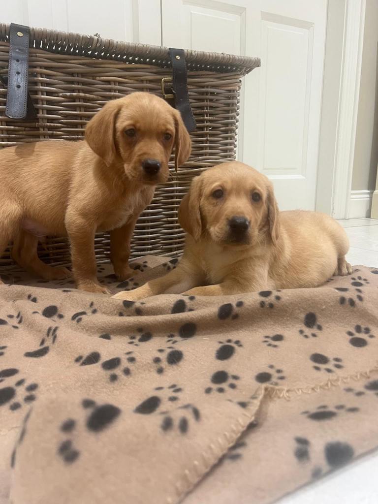 Red Labrador 