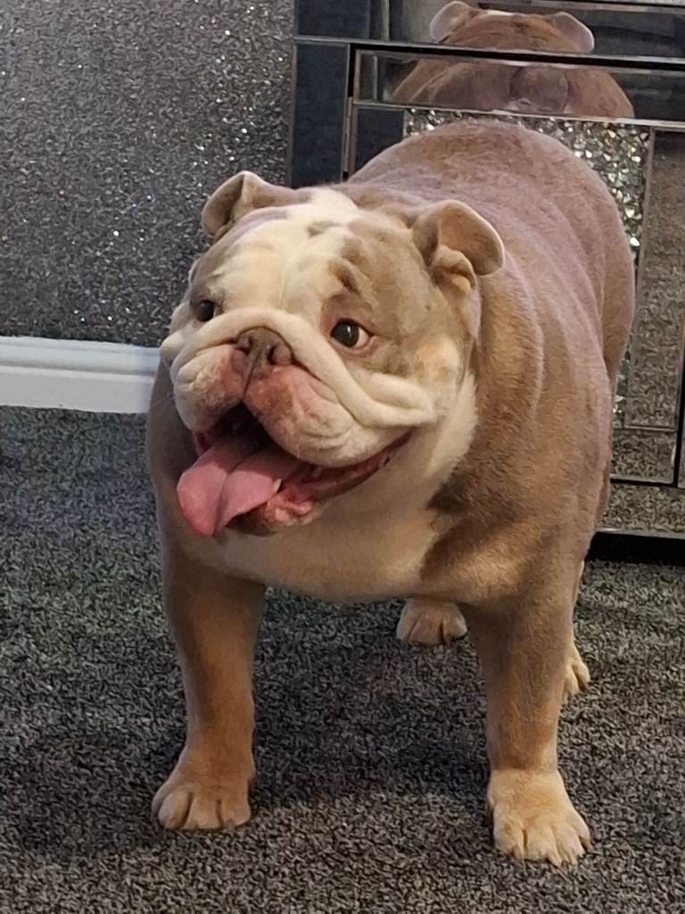 English bulldog ( 3 years old ) 