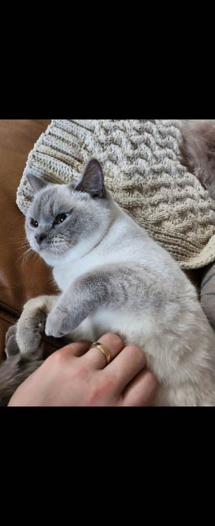 British shorthair for sale