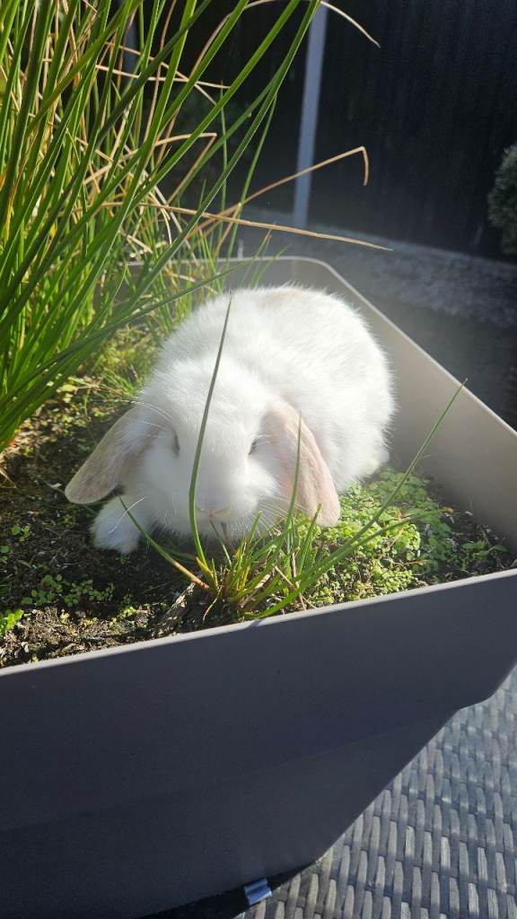Teddy/lops