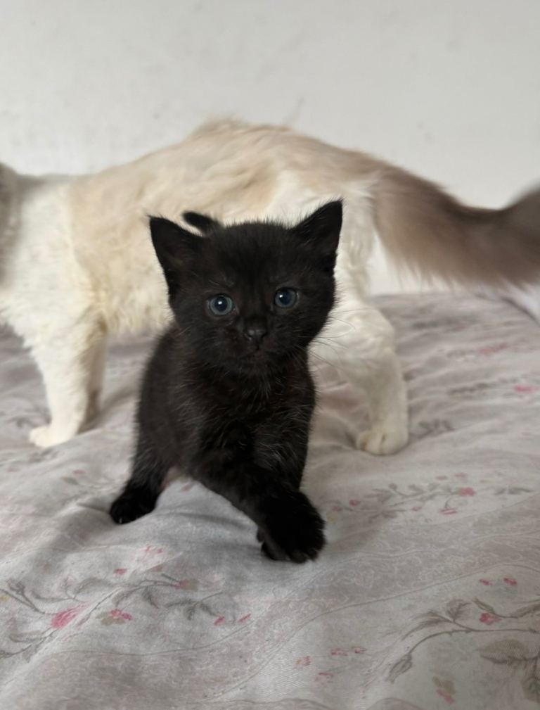 Kittens for adoption