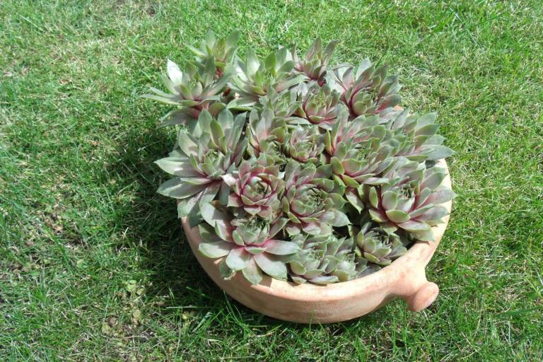 Terracotta pot of SEMPERVIVUM
