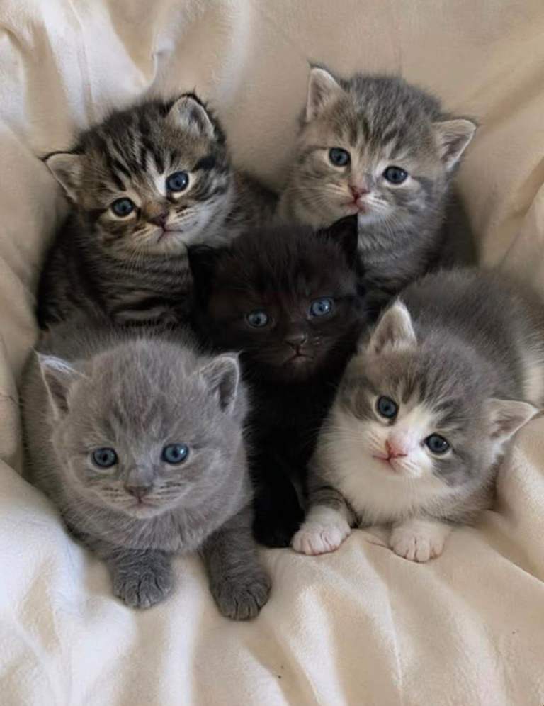 Beautiful Bengal Cross Tabby Kittens 